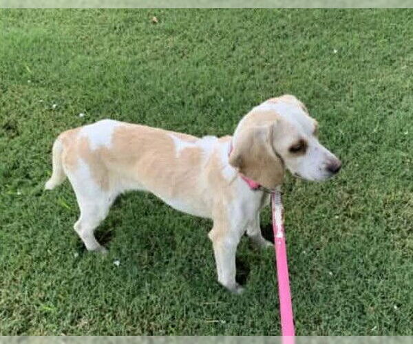 Medium Photo #5 Beagle Puppy For Sale in Dunnellon, FL, USA