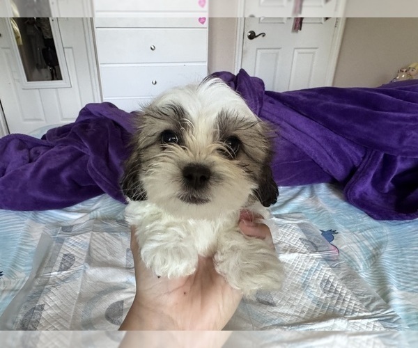 Medium Photo #6 Zuchon Puppy For Sale in HOMESTEAD, FL, USA