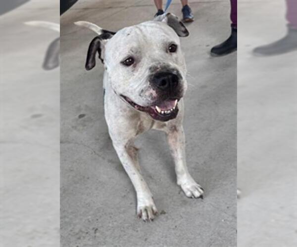 Medium Photo #1 Staffordshire Bull Terrier-Unknown Mix Puppy For Sale in Texas City, TX, USA