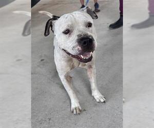Staffordshire Bull Terrier-Unknown Mix Dogs for adoption in Texas City, TX, USA