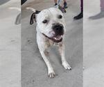 Small Staffordshire Bull Terrier Mix