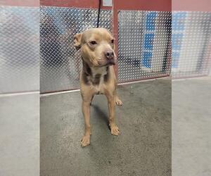 American Staffordshire Terrier-Unknown Mix Dogs for adoption in San Antonio, TX, USA