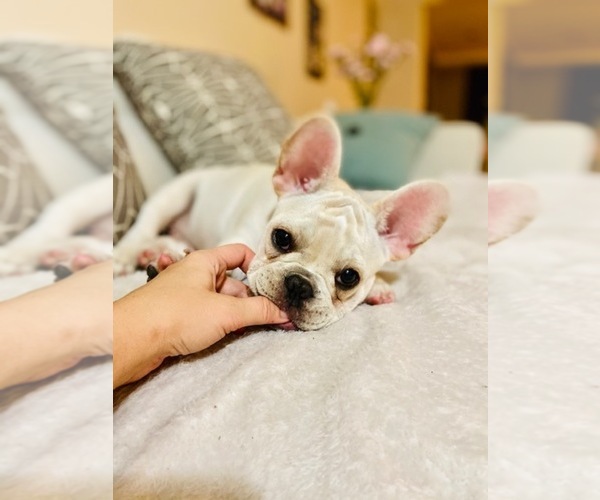 Medium Photo #9 French Bulldog Puppy For Sale in CLEARWATER, FL, USA