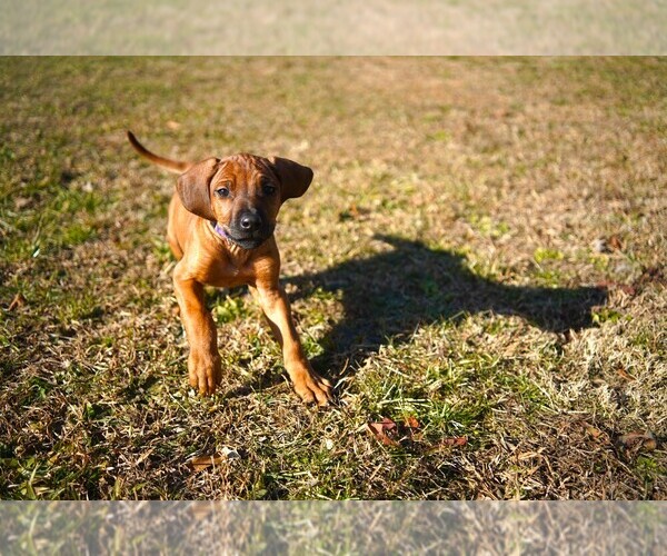 Medium Photo #2 Rhodesian Ridgeback Puppy For Sale in ONEIDA, TN, USA