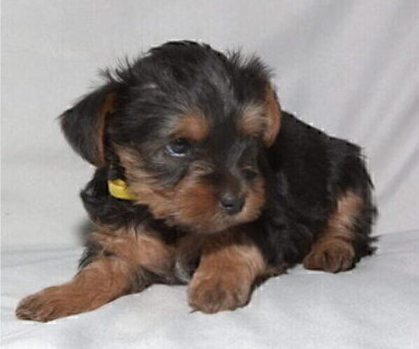 Medium Photo #7 Yorkshire Terrier Puppy For Sale in NORTHGLENN, CO, USA