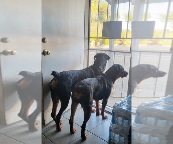 Medium Photo #3 Rottweiler Puppy For Sale in Gilbert, AZ, USA