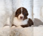 Small Photo #5 Australian Shepherd Puppy For Sale in TURLOCK, CA, USA