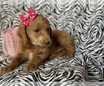 Small Photo #6 Labradoodle-Poodle (Miniature) Mix Puppy For Sale in CEDAR LANE, PA, USA