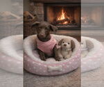 Small #1 Chocolate Labrador retriever Mix