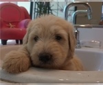 Small #1 Goldendoodle