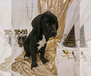 Great Dane Puppy for sale in TRUXTON, MO, USA