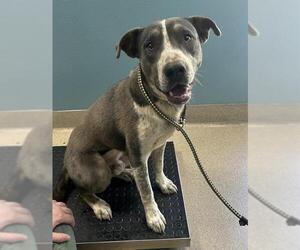 Mutt Dogs for adoption in Newton, NC, USA