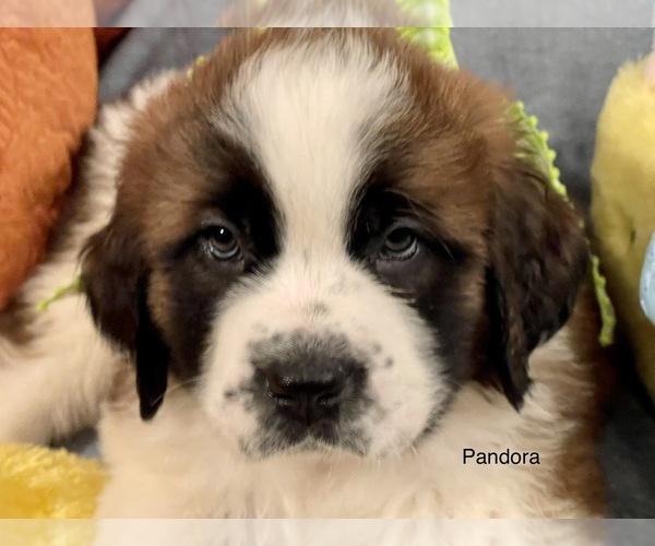 Medium Photo #4 Saint Bernard Puppy For Sale in SAVANNAH, MO, USA