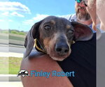 Small Photo #8 Dachshund Puppy For Sale in San Antonio, TX, USA