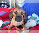 Small #2 Chiweenie