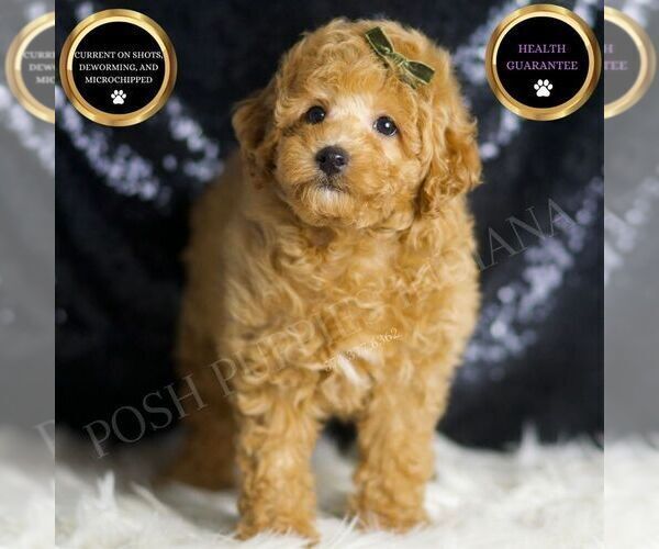 Medium Photo #1 Poodle (Toy) Puppy For Sale in WARSAW, IN, USA