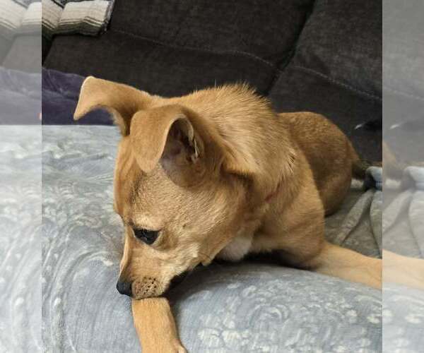 Medium Photo #4 Mutt Puppy For Sale in Woodbury, NY, USA