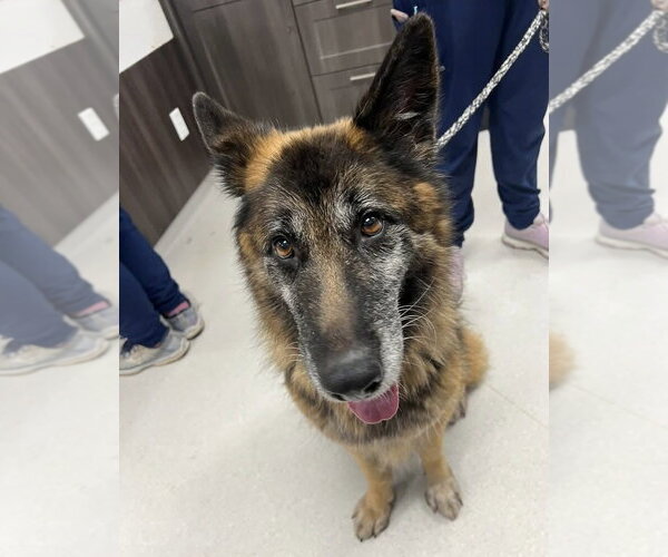 Medium Photo #1 German Shepherd Dog Puppy For Sale in Alexander, AR, USA