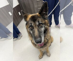 German Shepherd Dog Dogs for adoption in Alexander, AR, USA