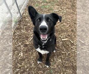 Shollie Dogs for adoption in Denver, CO, USA