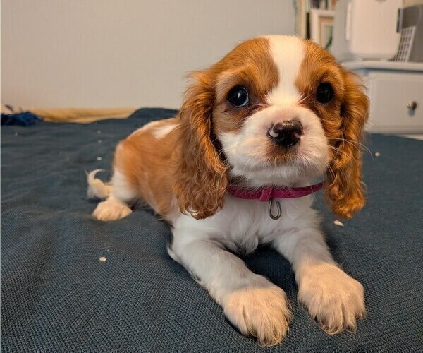 Medium Photo #1 Cavalier King Charles Spaniel Puppy For Sale in GAINESVILLE, TX, USA