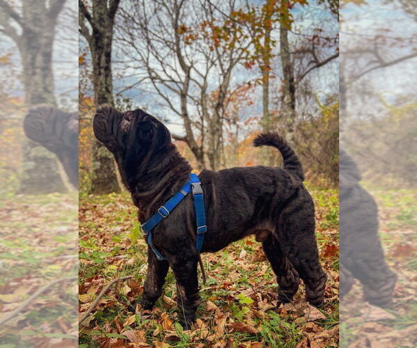 Medium Photo #4 Mutt Puppy For Sale in Candler, NC, USA