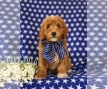 Small #1 Cavapoo
