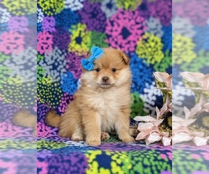 Pomeranian Puppy for sale in CHRISTIANA, PA, USA