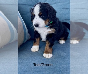 Bernese Mountain Dog Puppy for sale in LOGAN, OH, USA