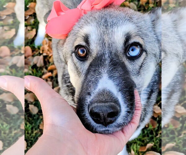 Medium Photo #15 Mutt Puppy For Sale in Sandy, UT, USA