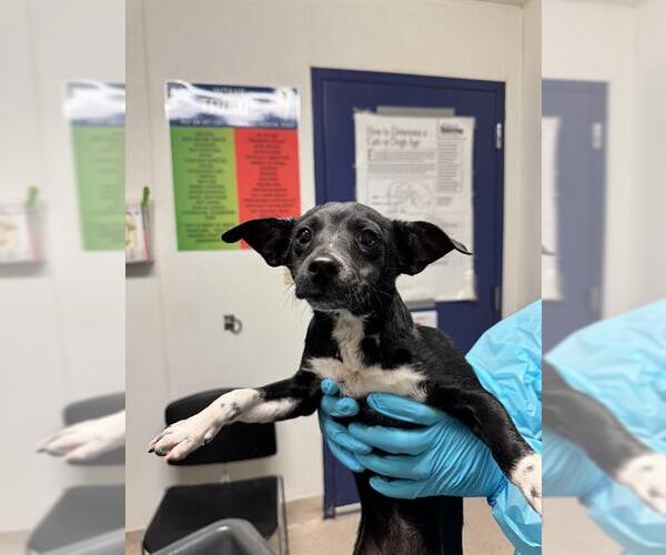 Medium Photo #1 Chihuahua Puppy For Sale in Bakersfield, CA, USA