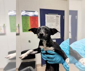 Chihuahua Dogs for adoption in Bakersfield, CA, USA