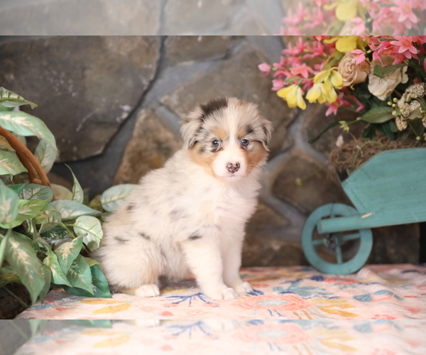 Medium Photo #5 Australian Shepherd Puppy For Sale in WESTFIELD, MA, USA