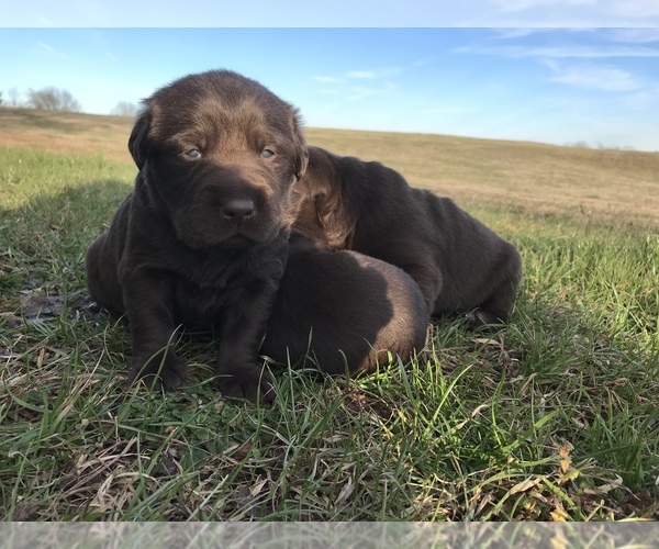 Medium Photo #7 Labrador Retriever Puppy For Sale in CHESNEE, SC, USA