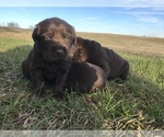 Small Photo #7 Labrador Retriever Puppy For Sale in CHESNEE, SC, USA