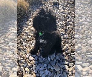 Bernedoodle-Poodle (Standard) Mix Puppy for sale in HYRUM, UT, USA
