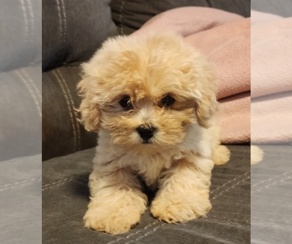 Medium Photo #1 ShihPoo Puppy For Sale in WINSTON SALEM, NC, USA