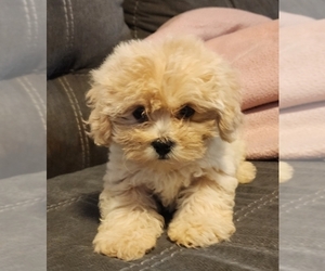 ShihPoo Puppy for sale in WINSTON SALEM, NC, USA