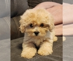Small ShihPoo
