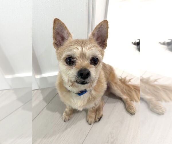 Medium Photo #1 Cairn Terrier-Unknown Mix Puppy For Sale in Katy, TX, USA