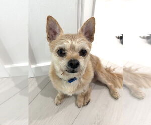 Cairn Terrier-Unknown Mix Dogs for adoption in Katy, TX, USA