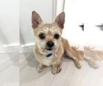 Small Cairn Terrier Mix