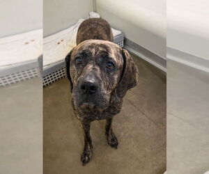 Mastiff-Unknown Mix Dogs for adoption in Pierceton , IN, USA