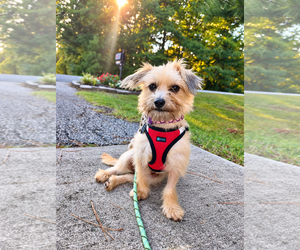 Penny - Female Mutt Dog for Adoption - Photo #2