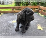 Small #1 Goldendoodle