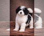 Puppy Willow Bernedoodle