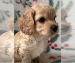 Puppy Puppy 4 Cavapoo (Miniature)