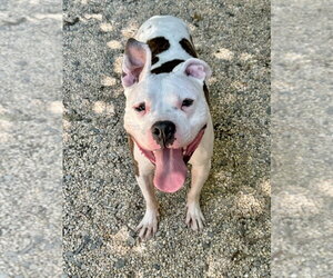 Cosmo - Male American Pit Bull Terrier-American Staffordshire Terrier Mix Dog for Adoption - Photo #3