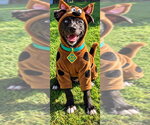 Flash - Male Mutt Dog for Adoption - Small photo