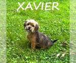 Image preview for Ad Listing. Nickname: Xavier